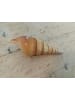 MeinVIPShop Zauberhafte Spindelschnecke mit Tillandsie