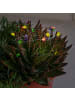 MARELIDA LED Lichterkette Blumen 20 leuchtende Blumen L: 1,9m in bunt