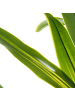 Beliani Kunstpflanze DRACAENA TREE in Grün - (W) 85 x (H) 150 x (L) 85 cm