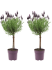 NatureNest 2er: Set Lavandula stoechas Anouk Hochstamm in Lila