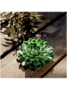 NatureNest 1 Sukkulente Echeveria Pulidonis in Grün Topf 12 bis 14 cm Höhe 5 cm