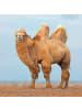 sense of nature Camel Naturhaar Bettdecke normal in weiß
