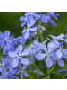 NatureNest 3er: Set Phlox subulata Emerald Cushion Blue in Blau
