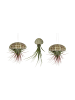 MeinVIPShop 3er Set Seeigelgehäuse mit rosa/grüner Tillandsia