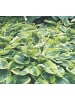 MeinVIPShop 5 x Hosta Funkien 