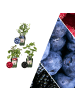 NatureNest Fruchtfest BIO-Obstpflanzen-Mix-Set mit 3 verschiedenen Sorten