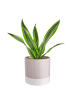 Butlers Blumentopf EARLY SPRING 4er-Set in Grau
