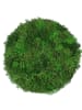 MeinVIPShop Moos Moosbild auf Mangoholz Natur rund 26cm "handmade"