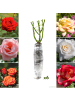 GARDENZO 6er-Set: Großblütige Rosen in Bunt