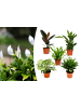OH2 5er-Set: luftreinigenden Zimmerpflanzen in Grün 