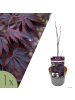 NatureNest Acer palmatum Black Lace Ahornpflanze in Rot Topf 19 cm Höhe 50 cm