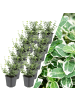 NatureNest 12 Bunte Kardinalspflanzen  Euonymus 'Emerald 'n Gaity'  