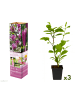 GARDENZO 3er-Set: Magnolien Susan in Rosa
