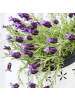 NatureNest 3er: Set Lavandula stoechas Anouk Lavendelpflanzen in Lila