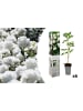 OH2 6-er: Set Pfingstrose (Paeonia lactiflora) in Weiss