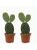 MeinVIPShop 2 x Kaktus Opuntia Pylana 30cm