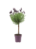 NatureNest 1 Lavandula stoechas Anouk Hochstamm im Dekotopf in Lila Topf 13 cm Höhe 40 cm