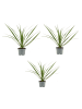 MeinVIPShop 3 x Drachenbaum Dracaena marginata Zimmerpflanze