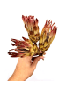 MeinVIPShop Traumhafte Trockenblume Protea Dream 3er Set 