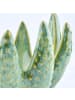 Butlers Kerzenhalter ALOE in Grün