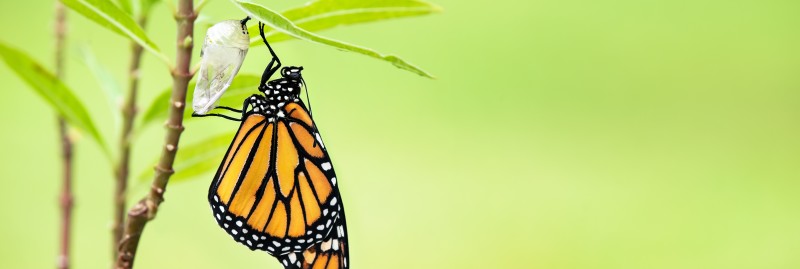 The 100-Day M&A Metamorphosis