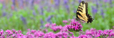 Creating a Successful Garden Sanctuary for Pollinators — And Humans