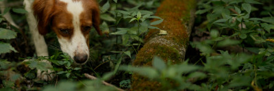 Truffle Hunting in Italy