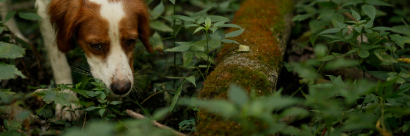 Truffle Hunting in Italy