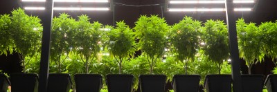 Cannabis Investment in 2024: Navigating Transformation