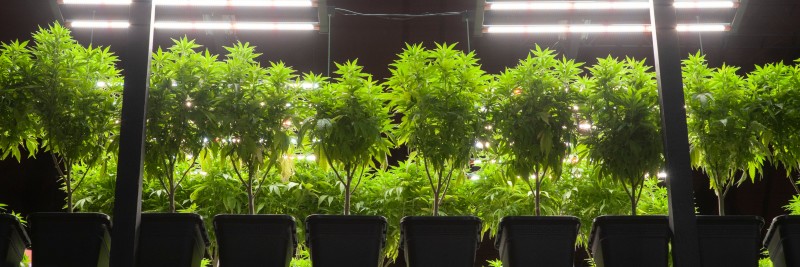 Cannabis Investment in 2024: Navigating Transformation