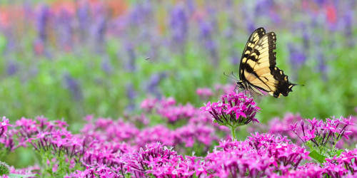 Creating a Successful Garden Sanctuary for Pollinators — And Humans