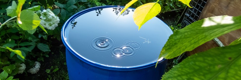 Rain Barrels: A Simple Garden Investment With a Lasting Impact