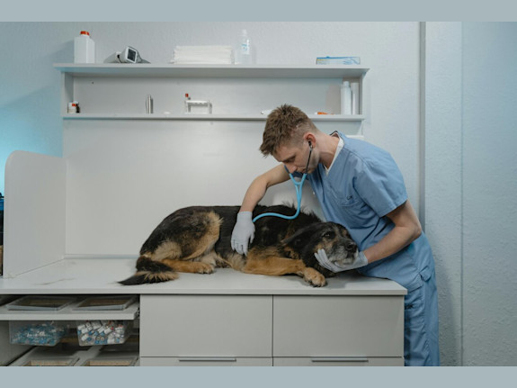 Veterinary Clinic With Building Located In Estrie