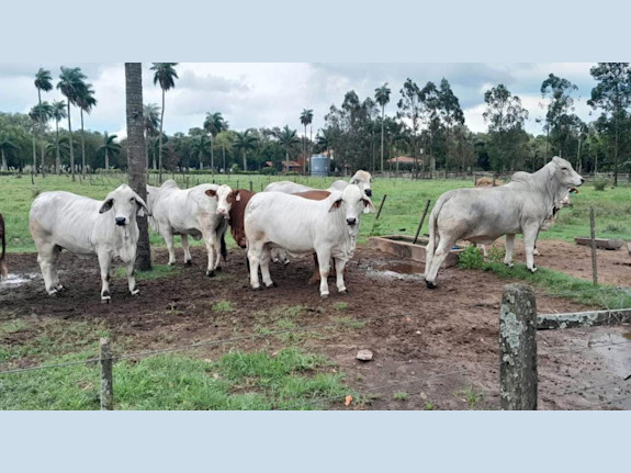 Cattle Ranch Paraguay