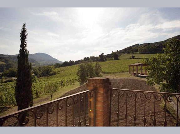 Top Italian Organic Winery For Sale