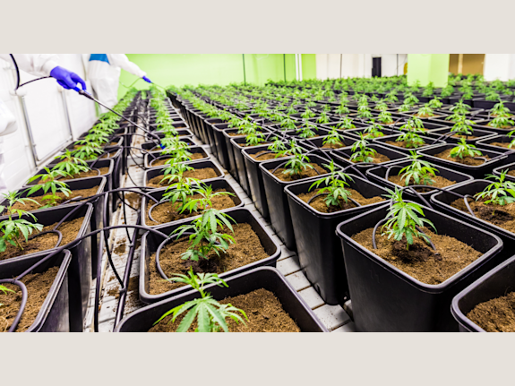 Accredited, State Approved Cannabis Career College