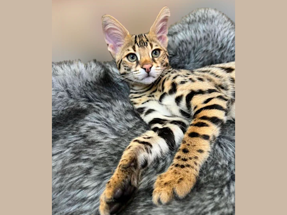 Become 1/50 Ashera® Breeders | Livestock Included