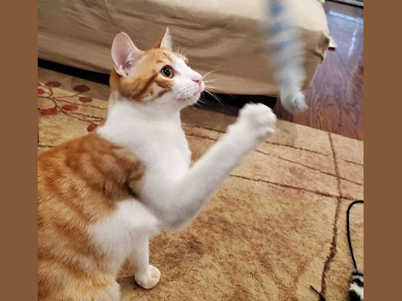 Professional In-Home Cat Care Experienced