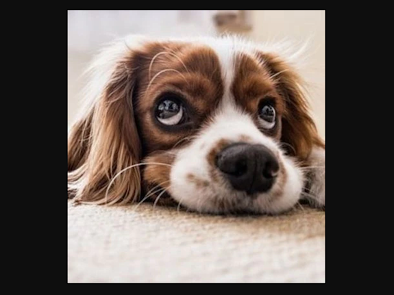 Pet Supply Ecommerce Website Business