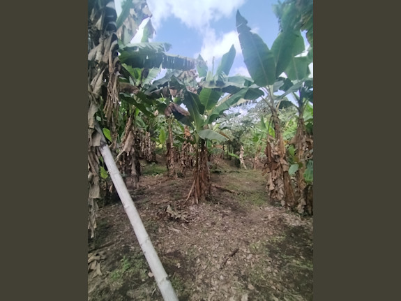 Nanegal agricultural and livestock farm for sale