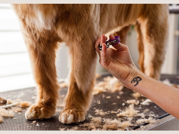 Popular Pet Spa & Grooming Service