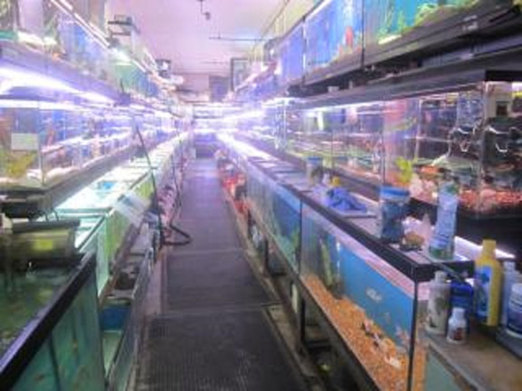 Mega Pet Store for Sale in Nassau County, NY