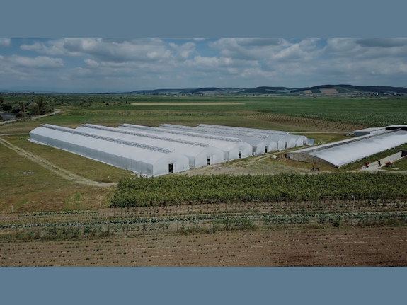 Premium Nursery For The Production Of Walnut Trees