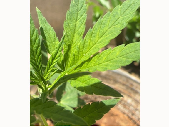 Cannabis Farm Proposal in Africa