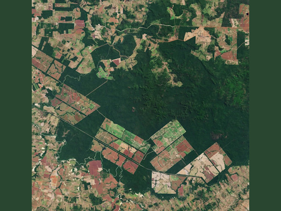 Funding for New Feedstocks-Reforestation