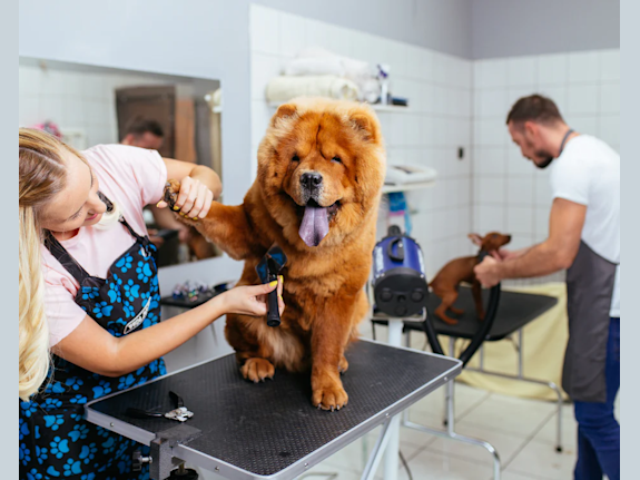 Pet Care & Retail Business – 15+ Years of Success