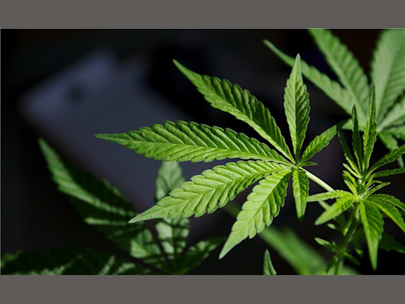 Turn key Cannabis Dispensary Somerset County