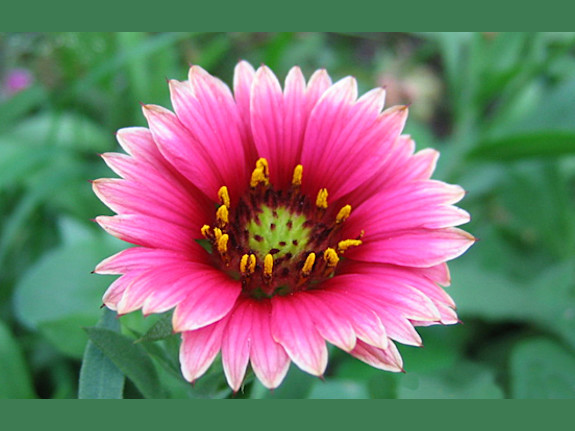 25+ Year Floral & Gift Co. - $205,000 Cash Flow