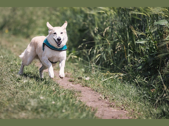 Vet Clinic by Military Base