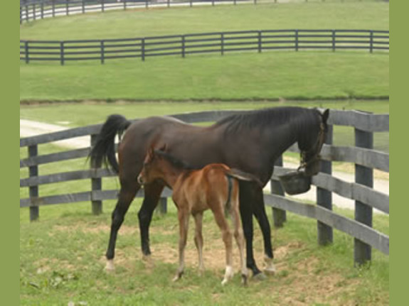 Profitable Vocational School/SEVIS/Accreditation